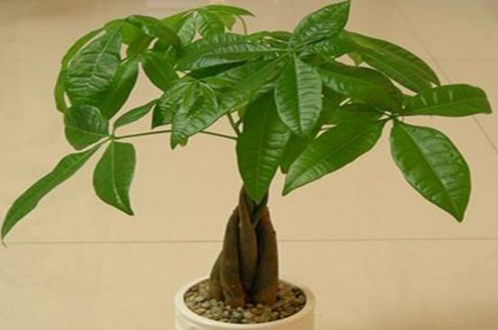 发财树的浇水办法视频
