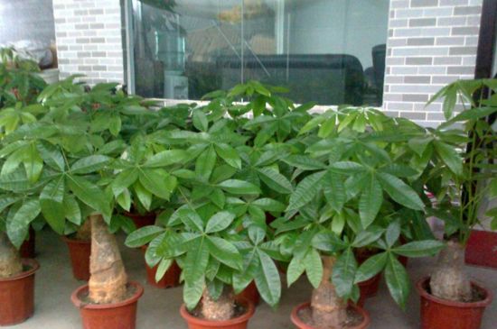 发财树的浇水办法视频