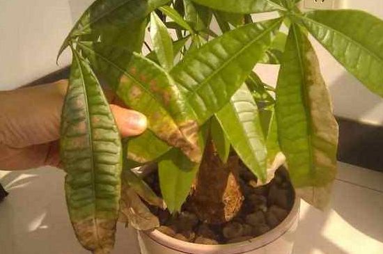 发财树全部剪了