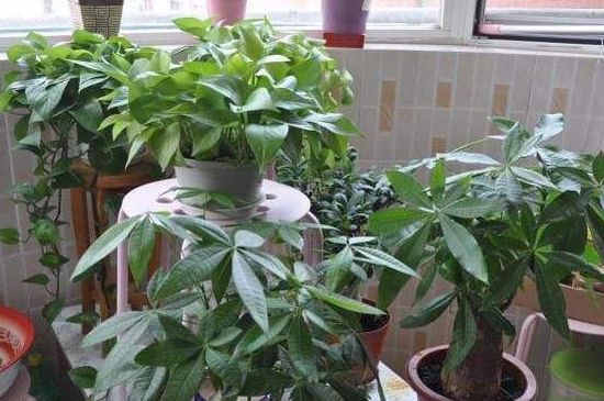 发财树全部剪了