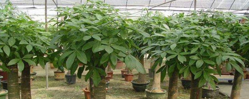 发财树腐烂如何补救