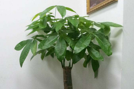 发财树腐烂如何补救