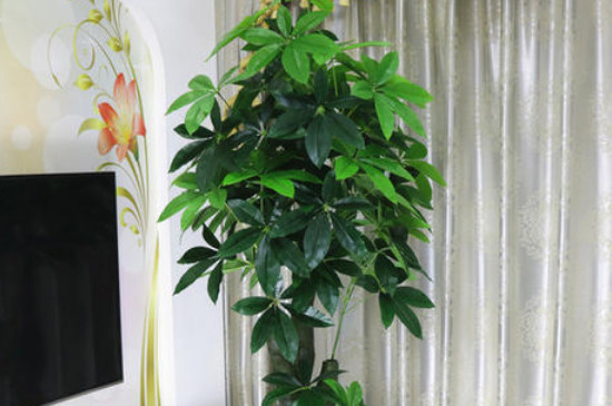 发财树腐烂如何补救