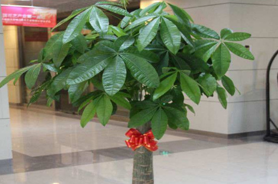 发财树腐烂如何补救