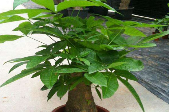 发财树浇水原则