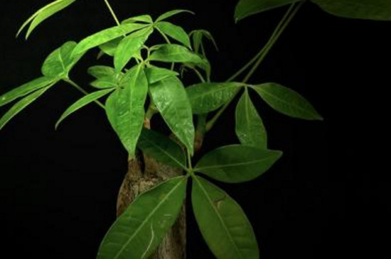 发财树浇水原则