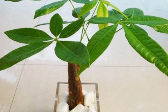 发财树浇水原则