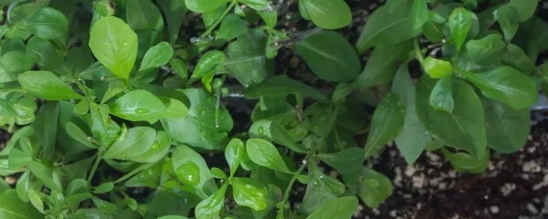 发财树叶子生根办法