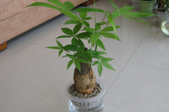 发财树叶子生根办法