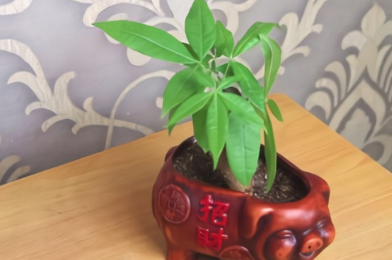 发财树叶子生根办法