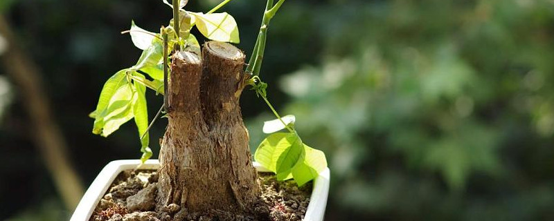发财树如何增加芽眼