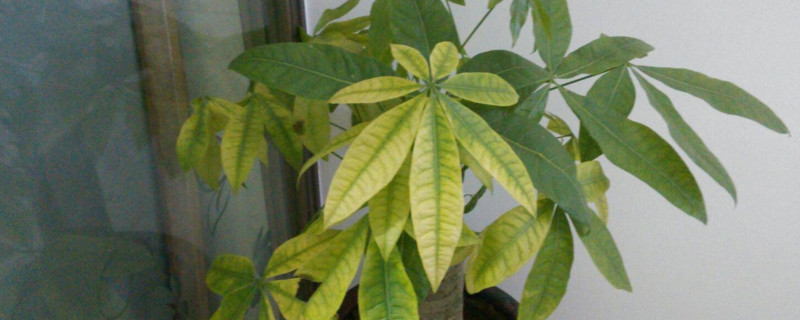 发财树移栽办法