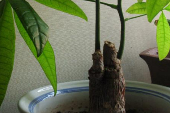 发财树移栽办法