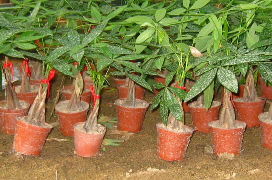 发财树移栽办法