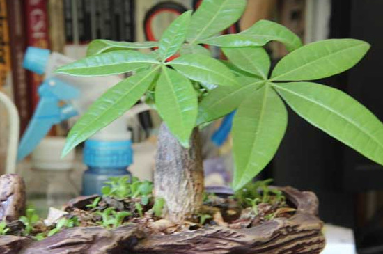 发财树移栽办法