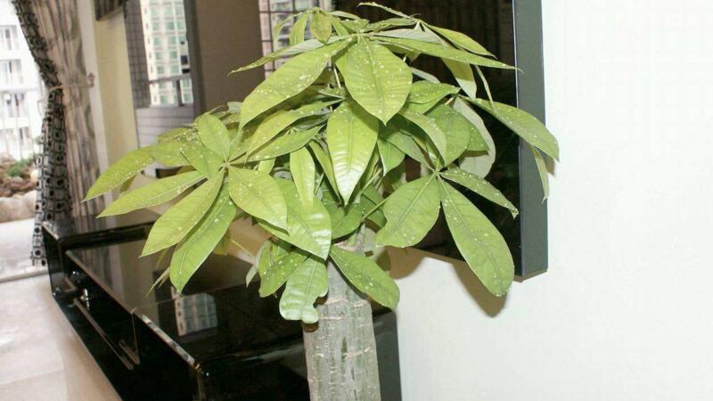 发财树的修剪办法