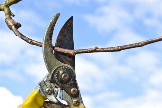 发财树的修剪办法