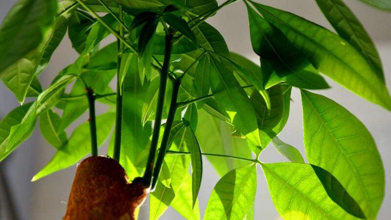 发财树烂根如何补救