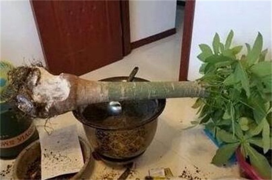 发财树烂根如何补救