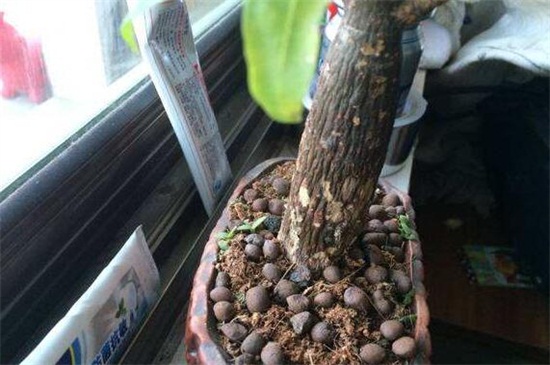 发财树烂根如何补救