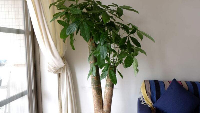 发财树如何繁殖