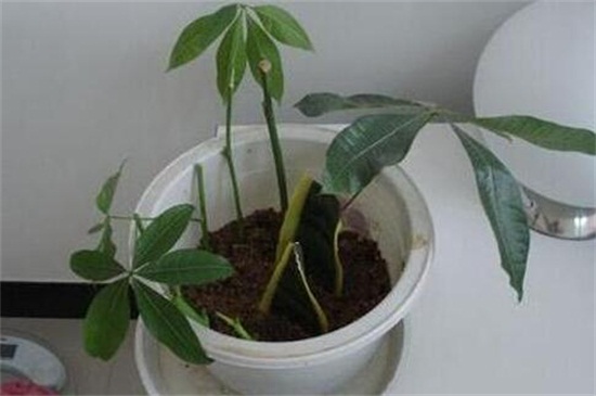 发财树如何繁殖