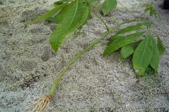 发财树如何繁殖