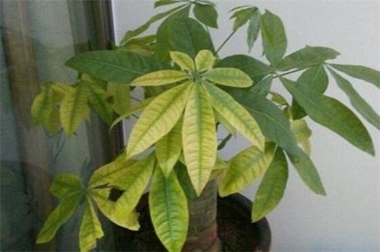 发财树如何叶尖焦了