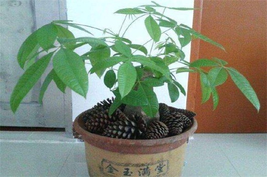 发财树如何叶尖焦了