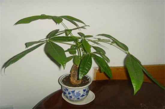发财树是嫁接的吗