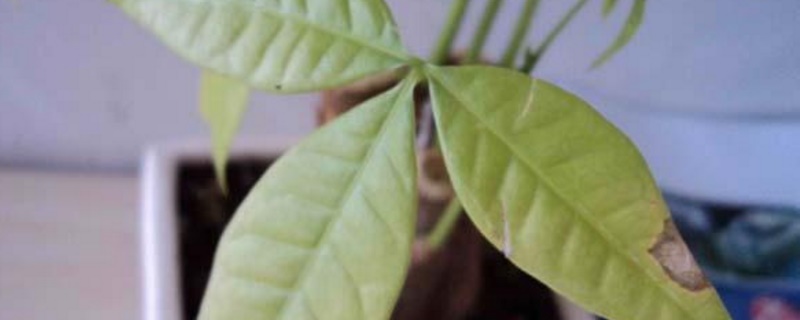 发财树冬季叶子变黄