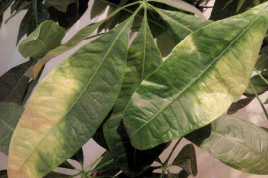 发财树冬季叶子变黄