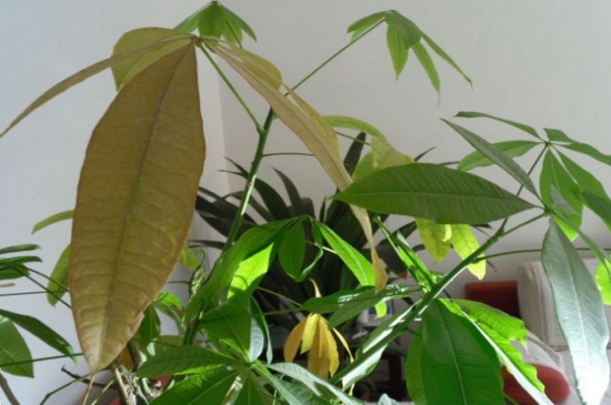 发财树冬季叶子变黄