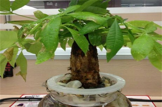 水培发财树的养殖办法和留意事项,要定期换水并修剪根系
