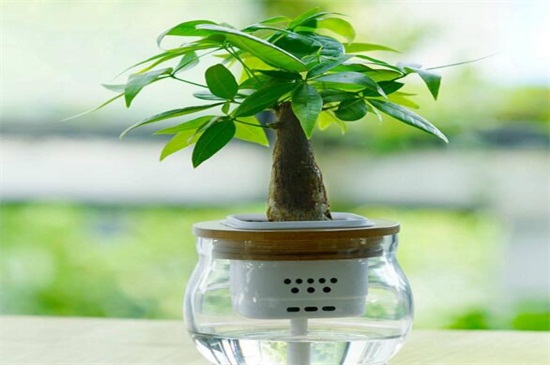水培发财树的养殖办法和留意事项,要定期换水并修剪根系