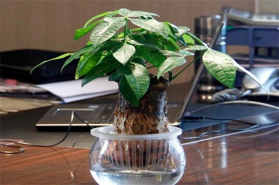 水培发财树的养殖办法和留意事项,要定期换水并修剪根系