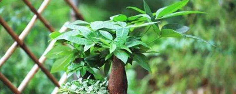 发财树不长新叶子是如何回事