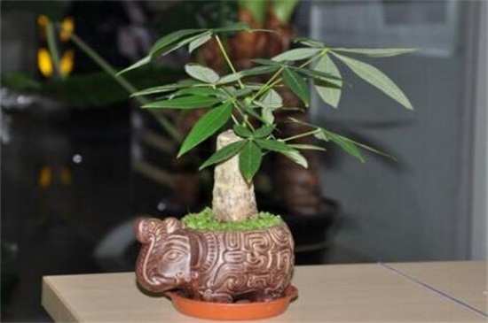 发财树不长新叶子是如何回事