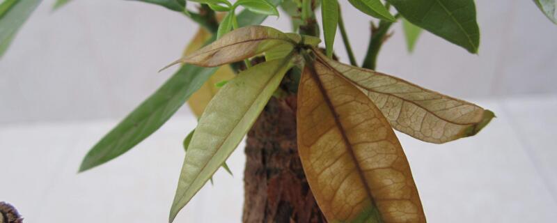 发财树干枯如何救活