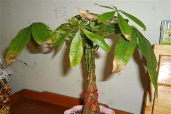 发财树干枯如何救活