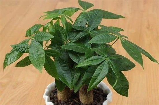 发财树干枯如何救活