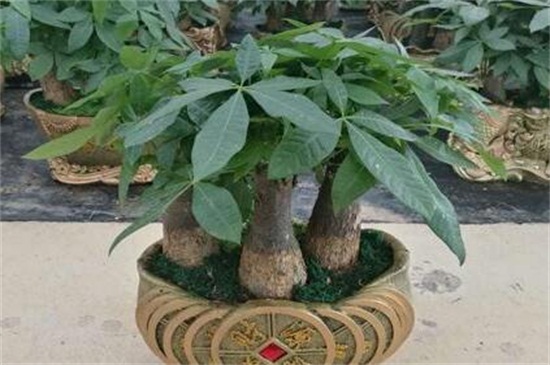 阿司匹林可以浇发财树吗，可避免发财树患上病虫害