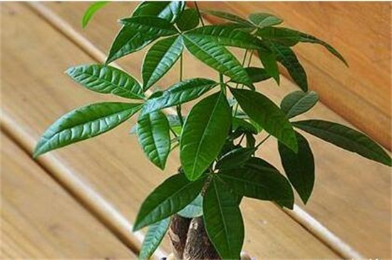 阿司匹林可以浇发财树吗，可避免发财树患上病虫害