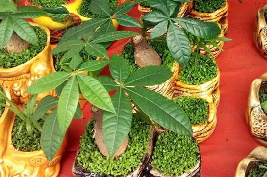 阿司匹林可以浇发财树吗，可避免发财树患上病虫害