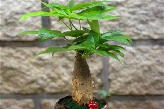 阿司匹林可以浇发财树吗，可避免发财树患上病虫害