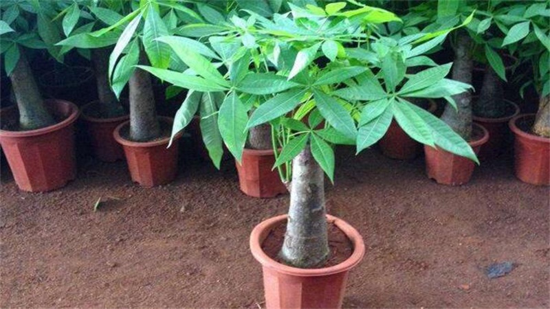 发财树如何养才茂盛