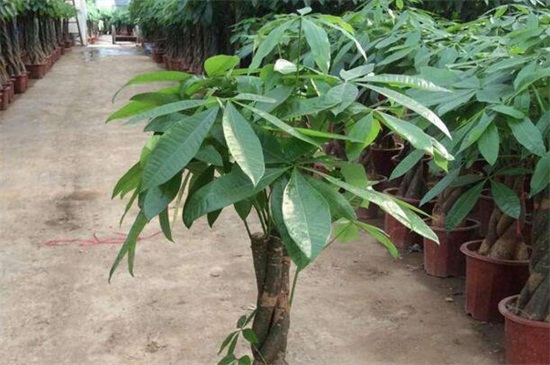 发财树如何养才茂盛