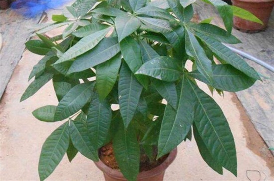 发财树如何养才茂盛