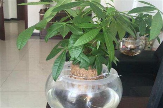 水培发财树如何养