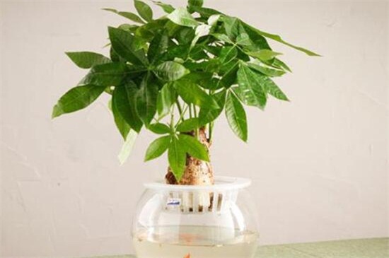 水培发财树如何养